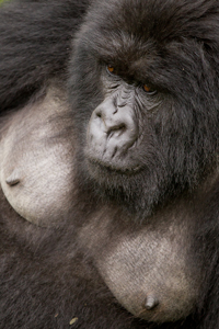 gorilla